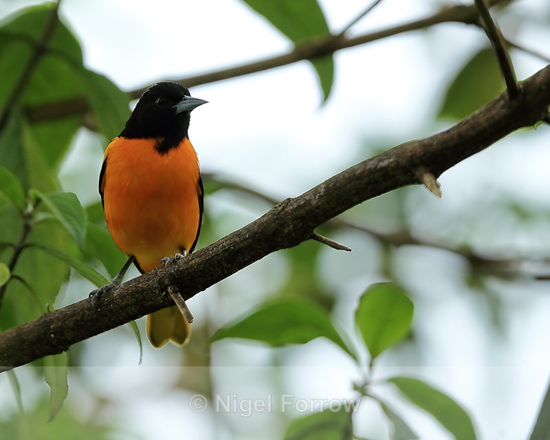 Baltimore Oriole (male), Buena Vista, Costa Rica - Baltimore Oriole
