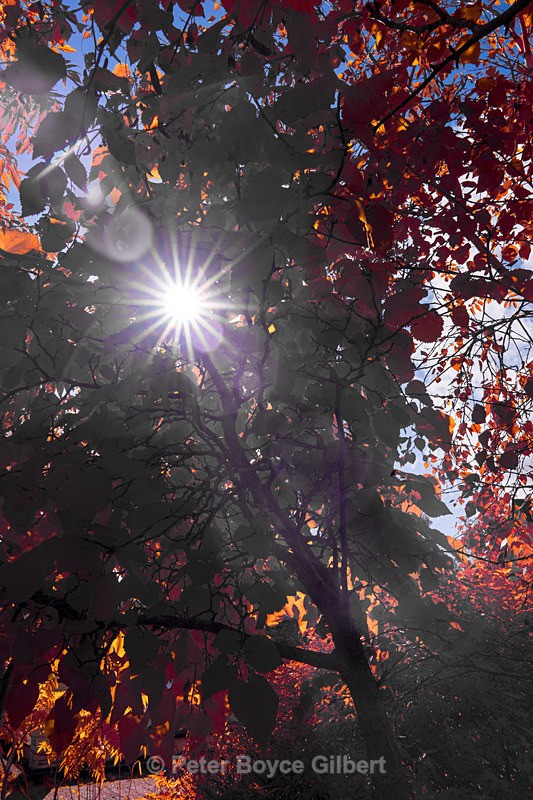 Autumn foliage - Infrared images