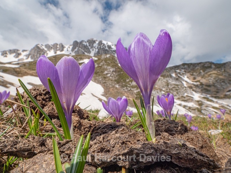 Neapolitan  Crocus (Crocus neapolitanus) formerly Crocus vernus - Flowers in the Landscape - 2