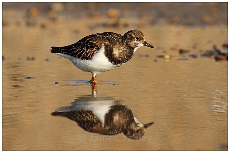 Turnstone Reflection 1 - Coast and Marine
