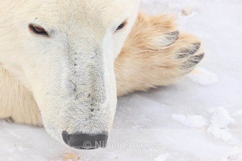 Polar Bear rests on paw close-up, Churchill, Canada - Polar Bear