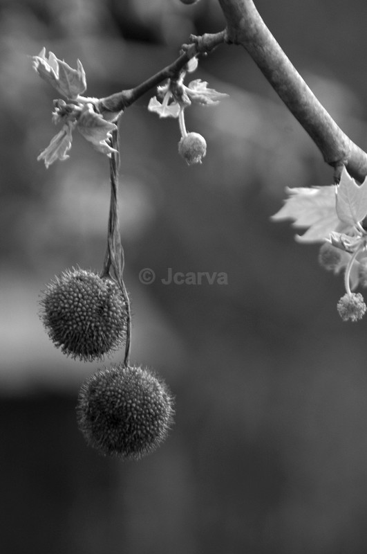 hanging - B&W01