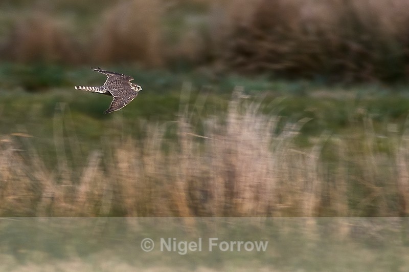 Merlin flying fast & low over Greenaways, Otmoor - Merlin