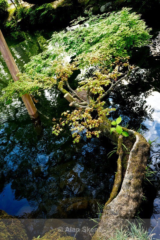 DSC05237 - Kanazawa