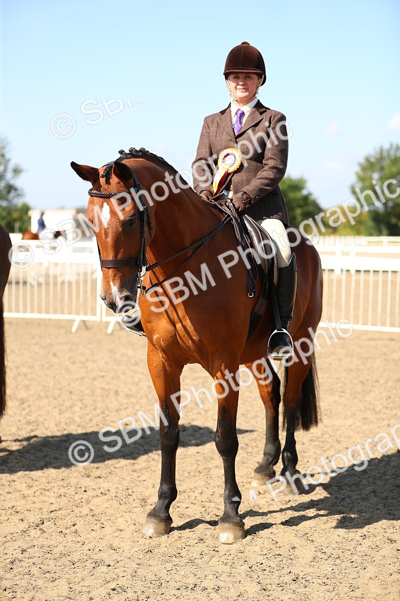 SBM_02383 - Class 43 Ridden Competition Horse/Pony