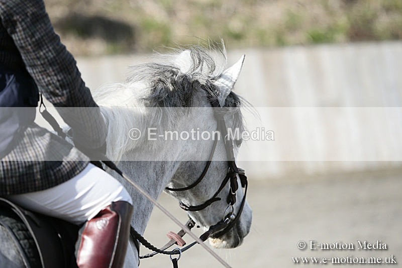 BVRC SJ 170319 316 - Bourne Valley Riding Club Showjumping 17/03/19