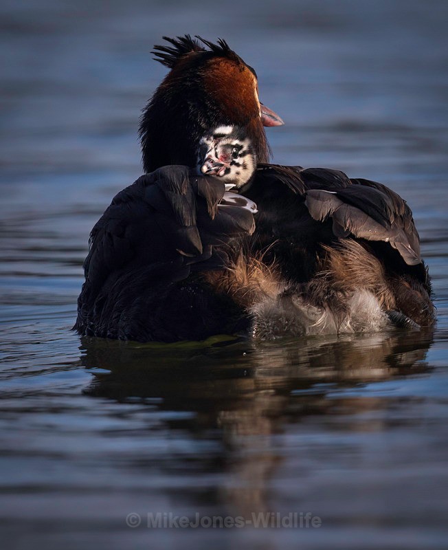 Great Crested Grebe chicks(Humbugs) - Grest Crested Grebe chicks (Humbugs)