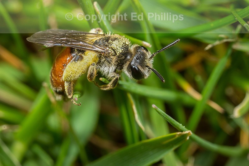 Andrena labiata (f)