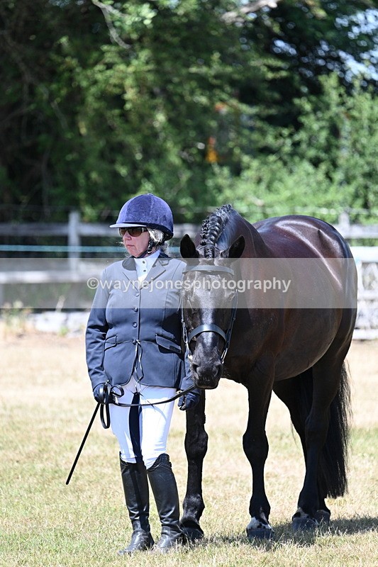 WJ7_2369 - Class 5a Most Handsome Gelding in hand (above 14.2hh)