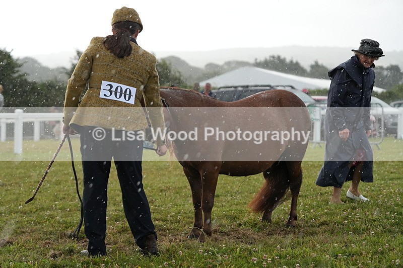 DSC04618 - Class 46: NPS Shetland Youngstock