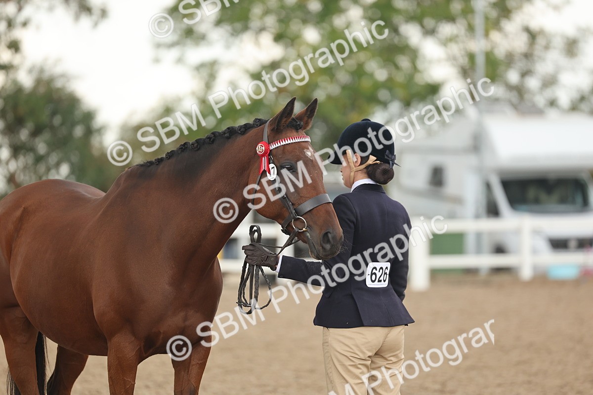 SBM_07689 - Class 26 - IH Foreign Breeds - Part Bred