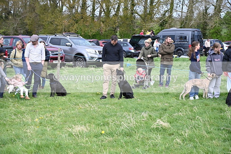 WJ6_8740 - Class 8 Best Working / Gun Dog or Bitch