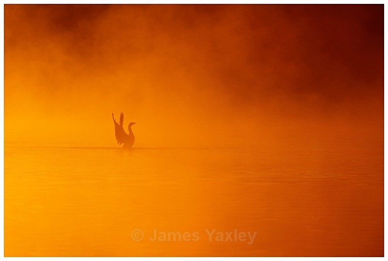 Misty Broad At Dawn - The British Wildlife Photography Awards 2009 to 2014