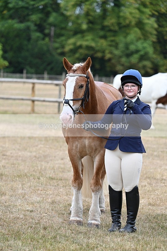 WJ7_0149 - Class 5a Most Handsome Gelding (above 14.2hh)