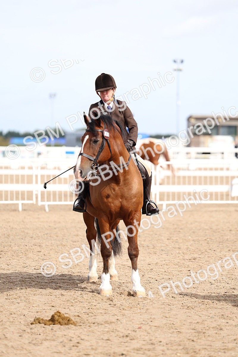 SBM_01893 - Class 18 - Handsomest Gelding - IH or Ridden