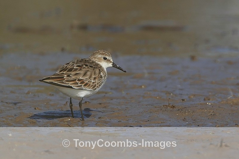 Little Stint - Lesvos ~ Wading Birds