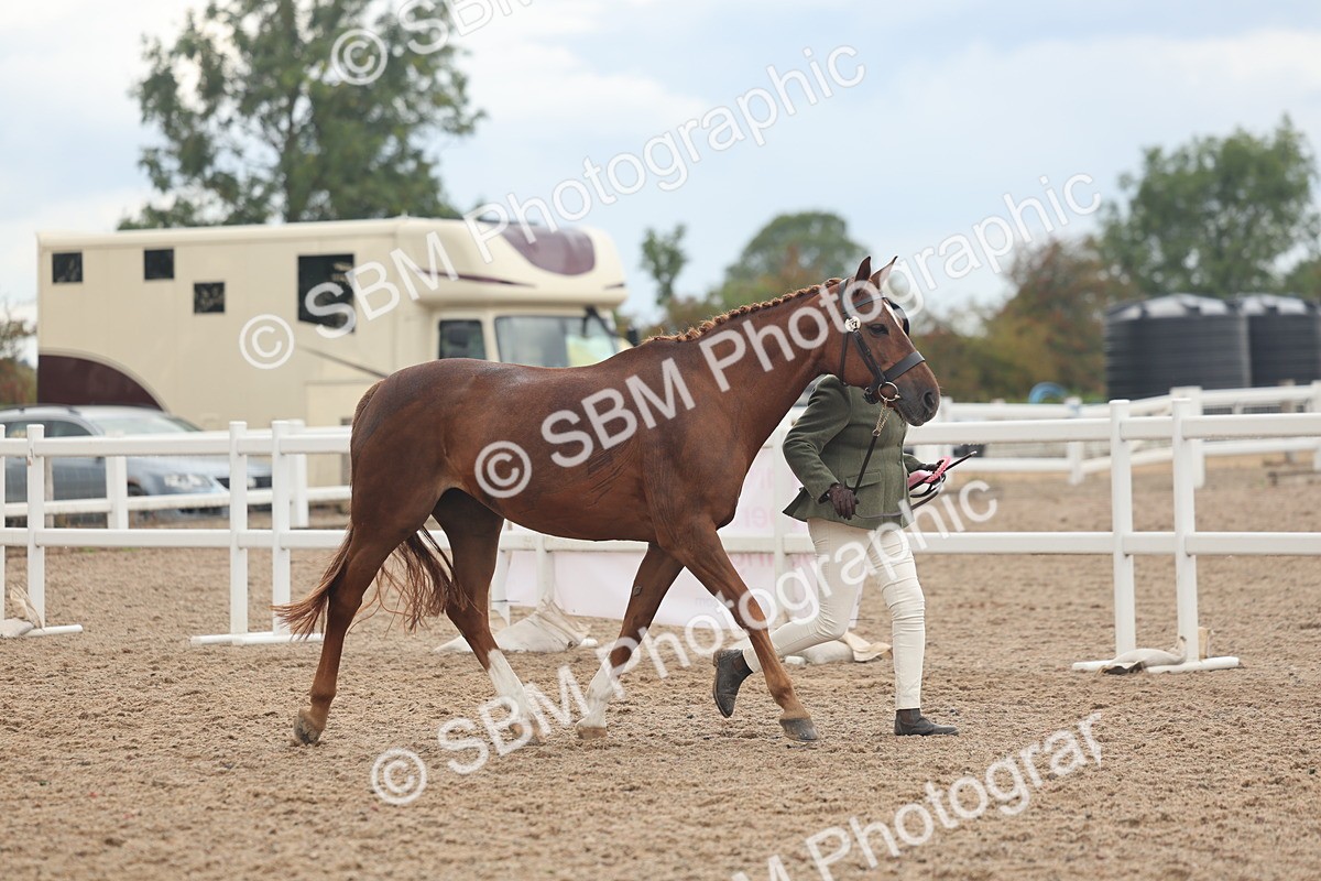 SBM_07858 - Class 27 - IH Competition Horse/Pony