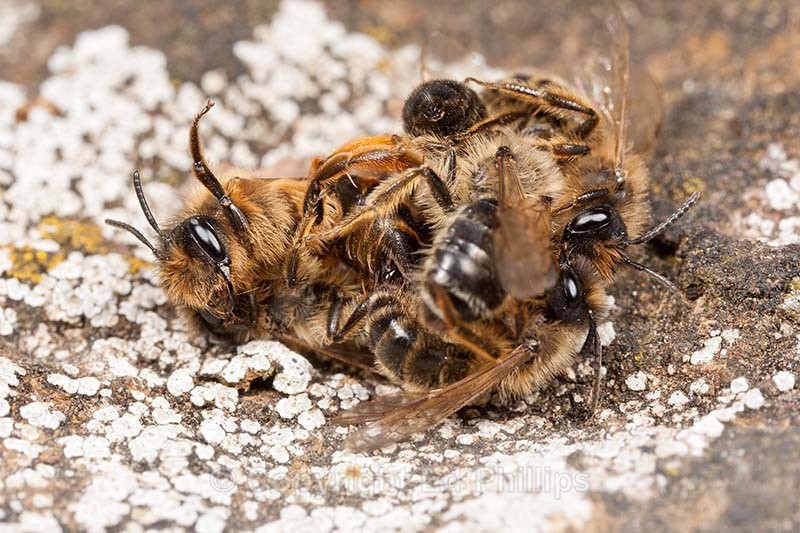 Andrena flavipes - Andrena flavipes