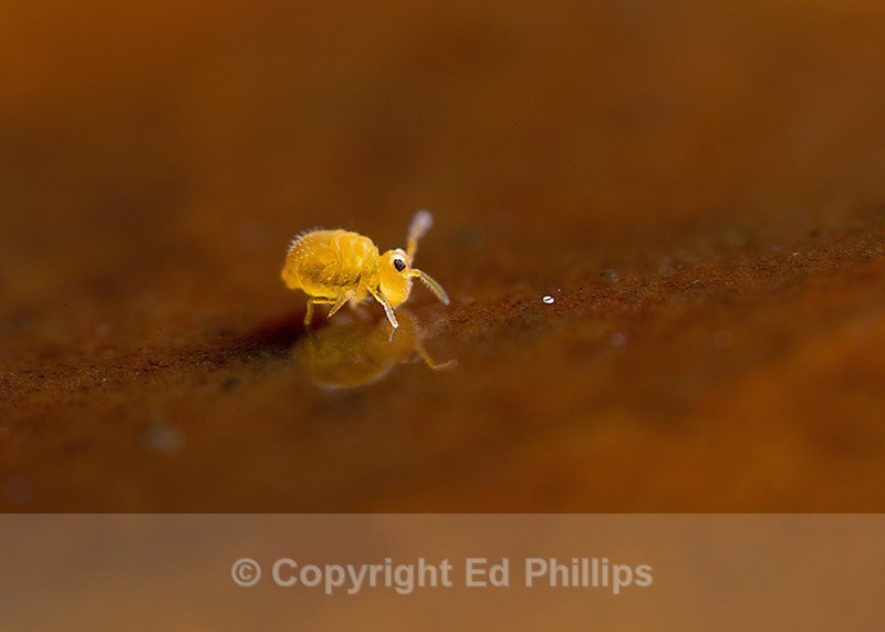 Sminthurinus aureus - Sminthurinus aureus