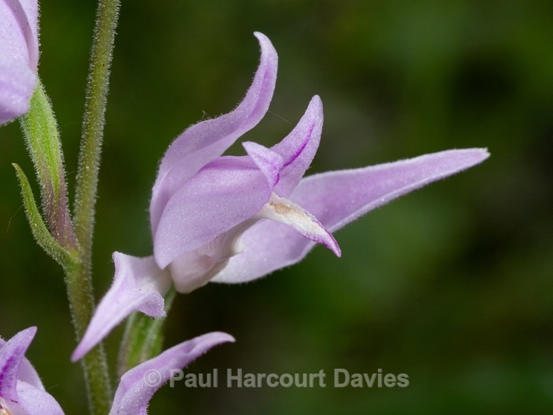 Red Helleborine (Cephalanthera rubra)  - Wild Orchids - 1