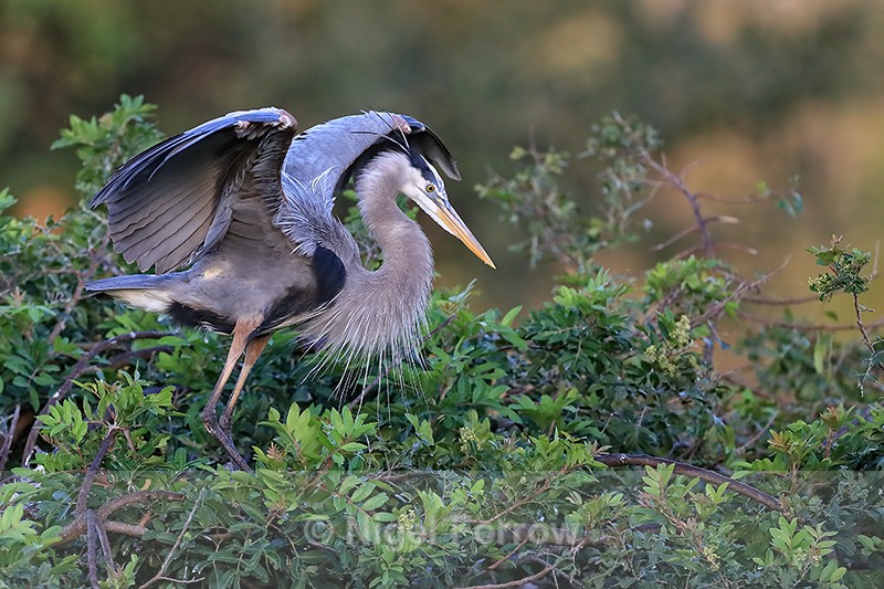 Great Blue Heron raised wings, Venice Rookery, Florida - Great Blue Heron
