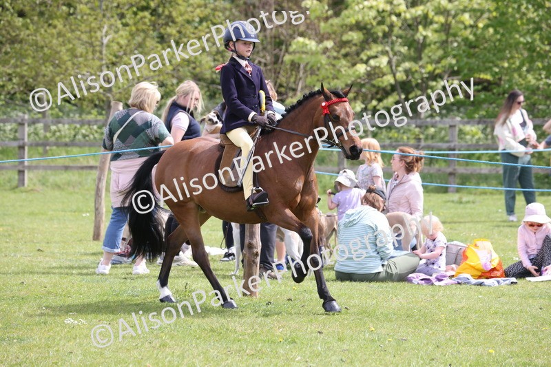 20260426-4055 - Class 33 - Best Pony 14.2hh and Under