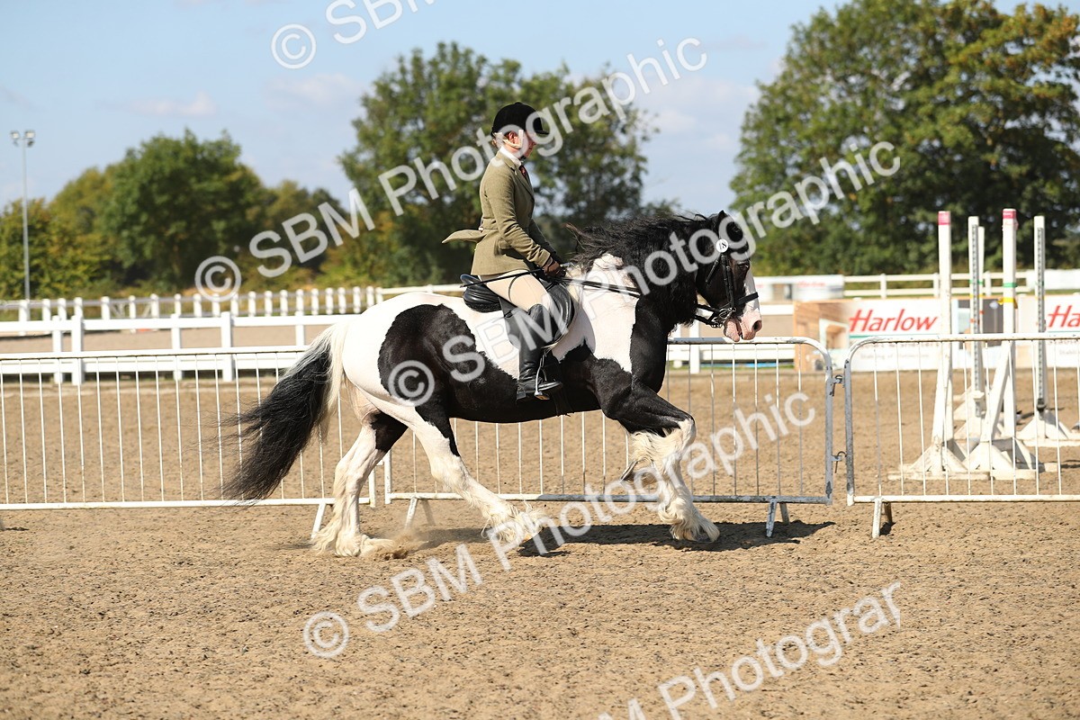 SBM_03137 - Class 44 Riding Club Horse/ Pony