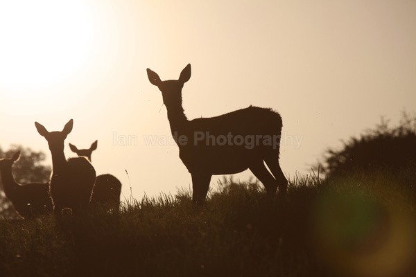 Red Deer _AN072 - Wildlife, Mammal Photography, Great Britain