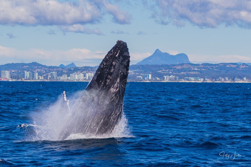 Mt Warning Breach 1. 0A3A3041 - 2025 Whales