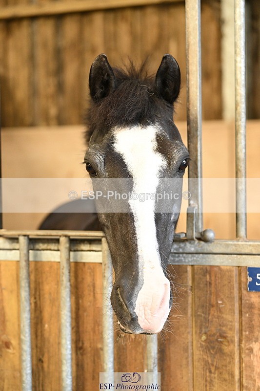 240809A-085907-00041 - Stable Shots