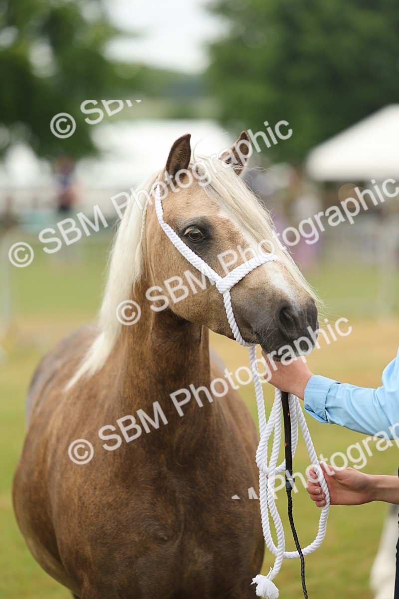 SBM_01547 - Class 50-57 - M&M Welsh Pony In Hand