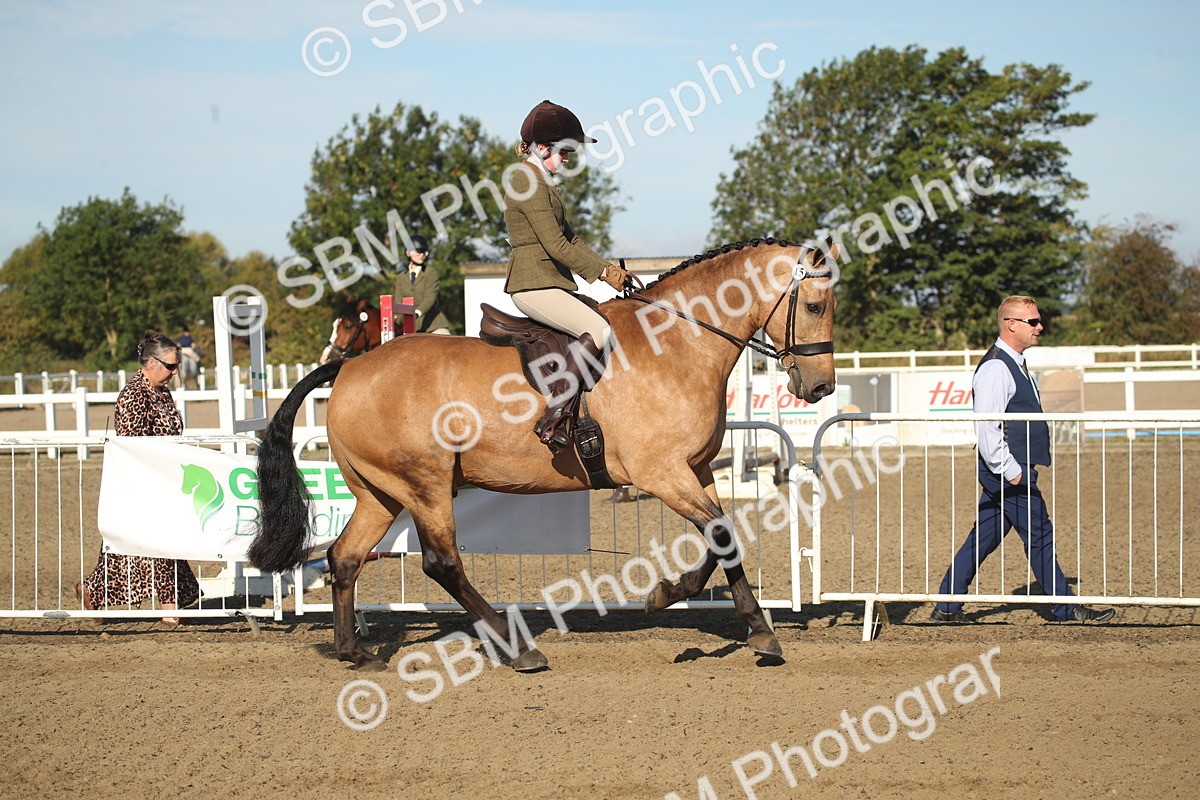 SBM_11303 - Class 501 -Riding Club Pony