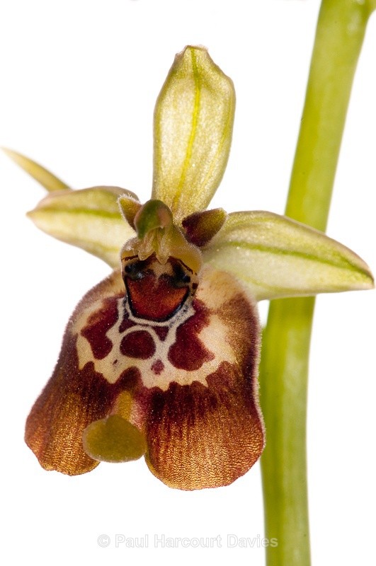  - WB: Orchids - Ophrys