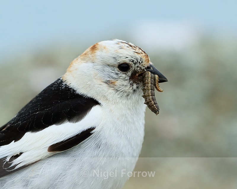 Snow Bunting with caterpillars, Iceland - Snow Bunting