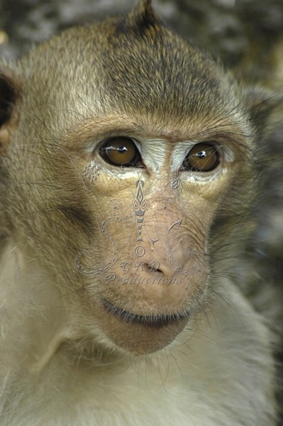 Macaque Monkeys - Thailand - ANIMALS