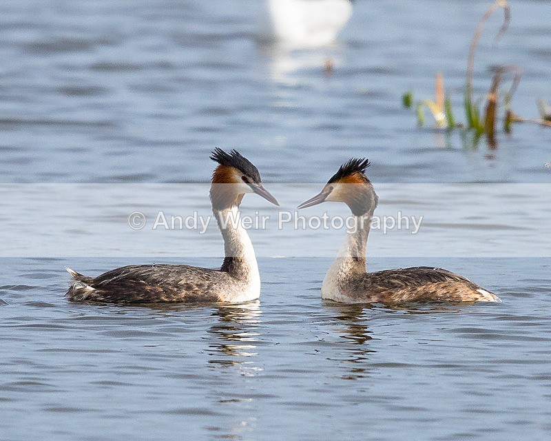 20150306-8E0A0051 - Gt. Crested & Little Grebes