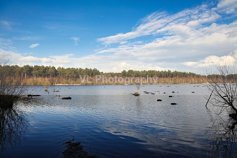 A Lake - Plants and Trees