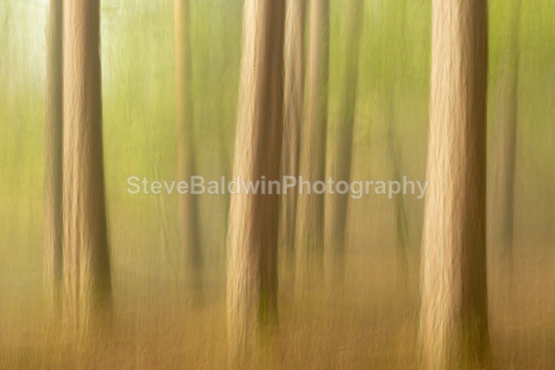 Woodland Dream:162E - Lake District
