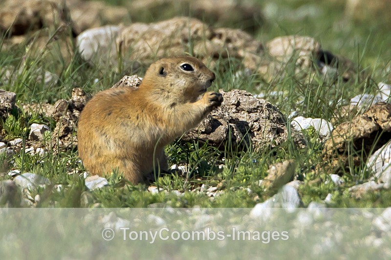 Souslik  (Asia Minor) - Turkey