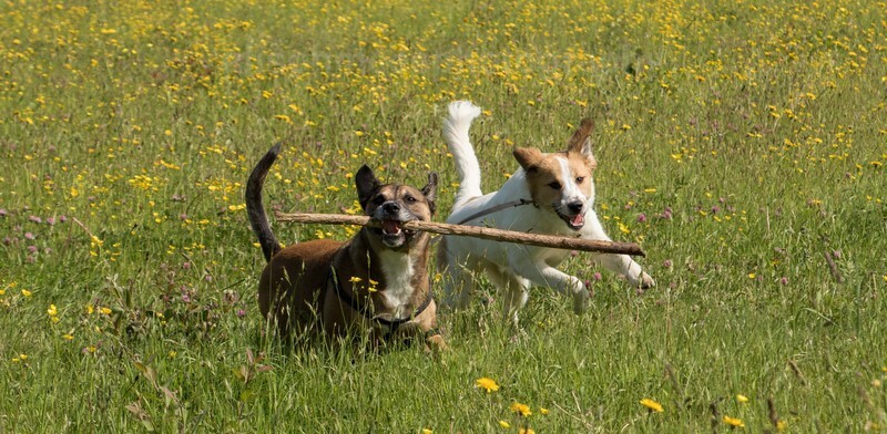  - Pet Photography