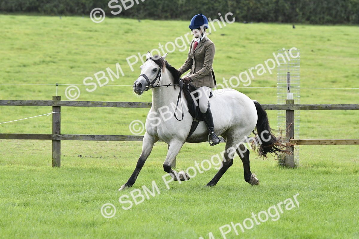SBM_41567 - S32 - Mountain & Moorland Working Hunter Pony
