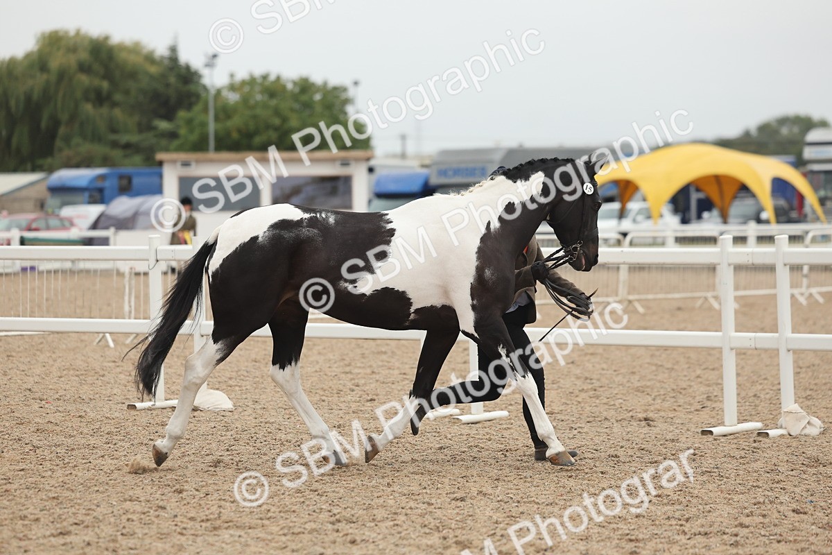 SBM_19773 - Class 318 - IH Part Bred Horse-Pony