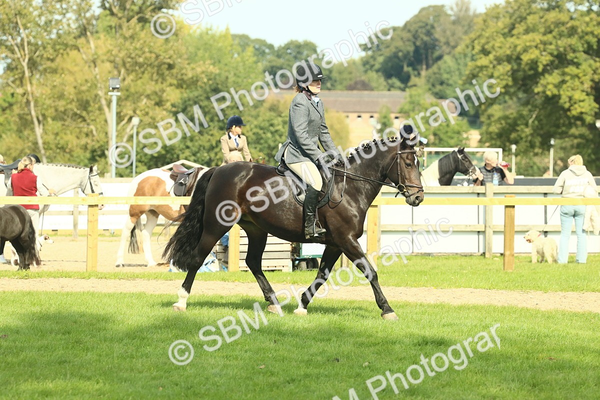 SBM_66649 - S34 - Rehabilitated Rescue Horse & Pony In Hand & Ridden