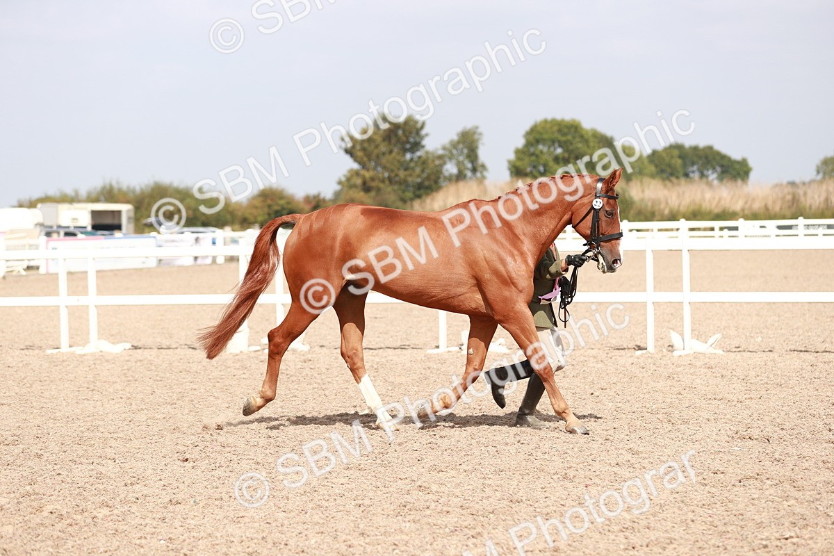 SBM_13314 - Class 208 IH Veteran Horse