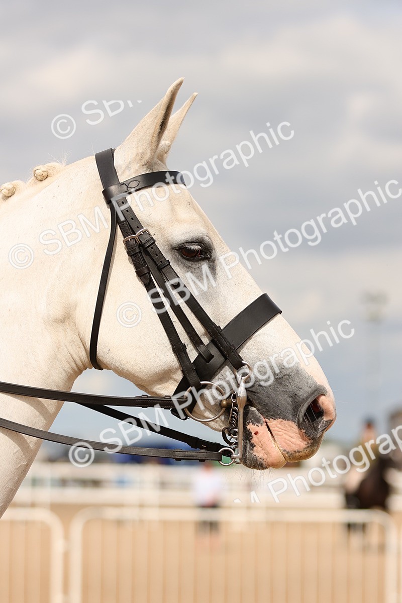 SBM_15908 - Class 216 - Best Side Saddle Horse-Pony