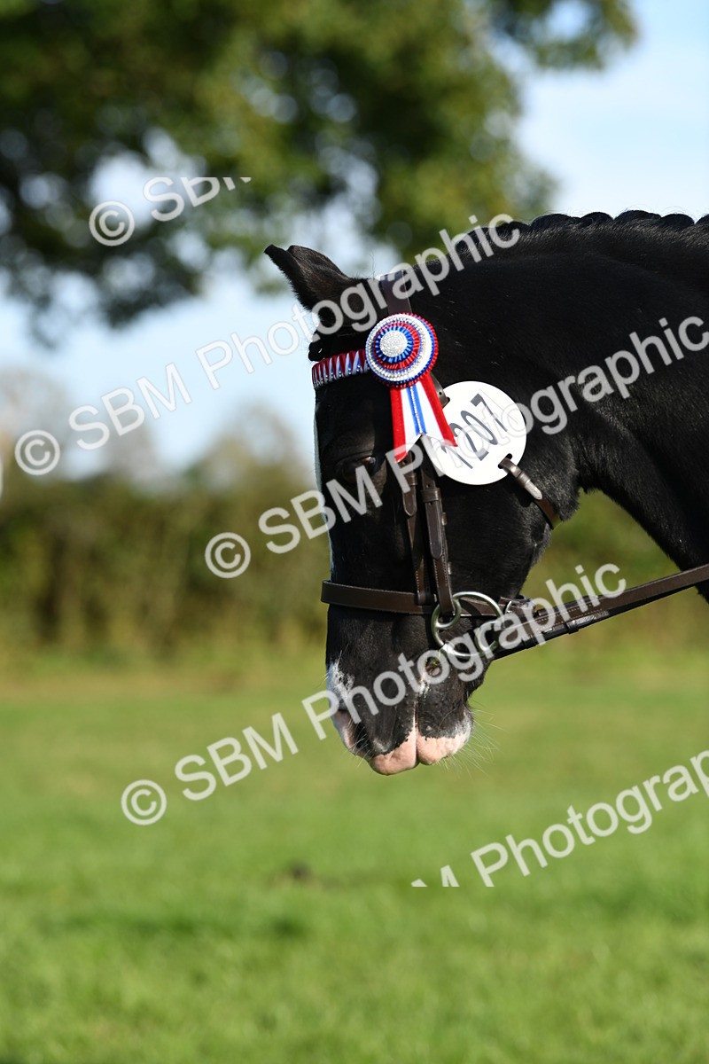 SBM_52407 - S22 - 1st Ridden Show & Show Hunter Pony