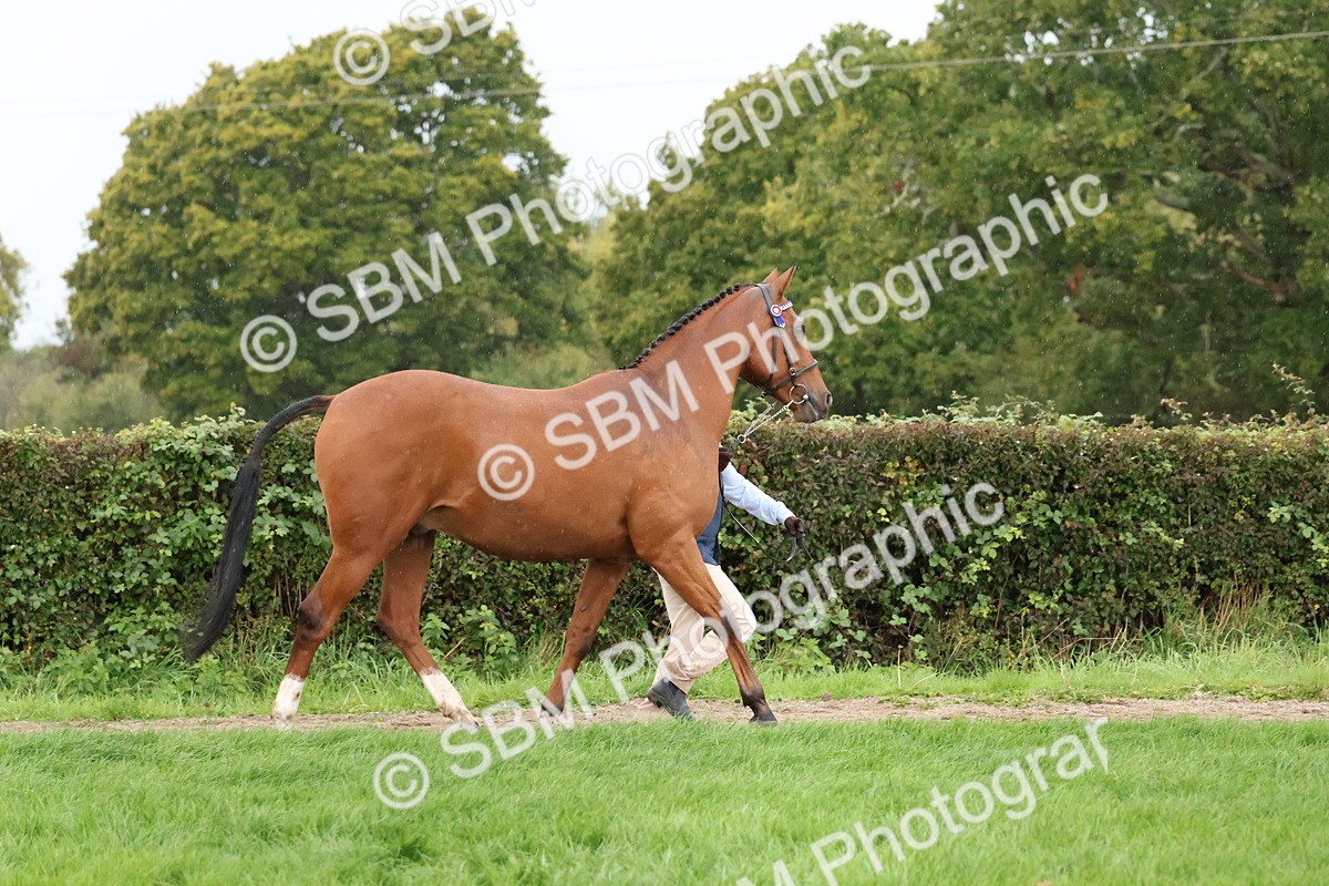 SBM_35290 - S10 - Best In Hand Horse & Pony
