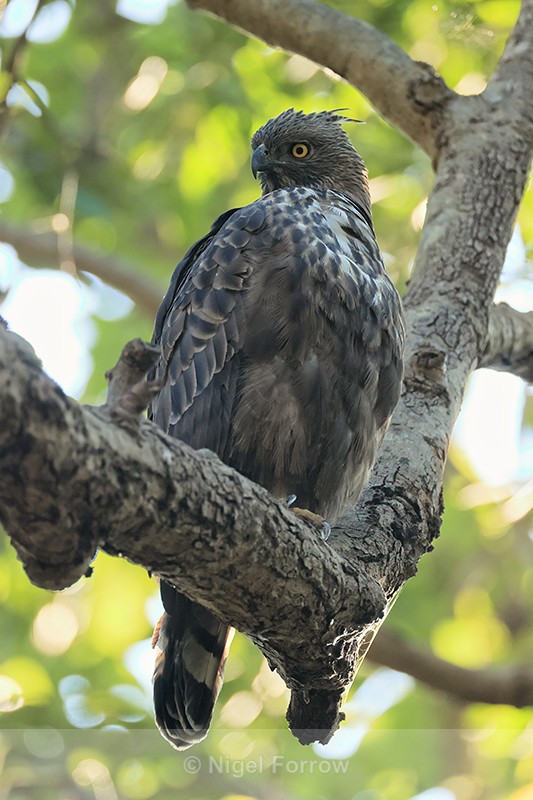 Changeable Hawk-Eagle in tree, Bandhavgarh Tiger Reserve, India - Changeable Hawk-Eagle