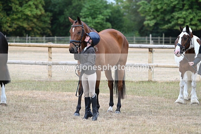 WJ7_9943 - Class 5a Most Handsome Gelding (above 14.2hh)