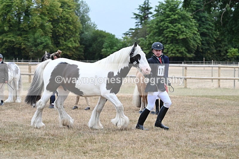 WJ7_9620 - Class 5 Most Handsome Gelding (up to 14.2hh)